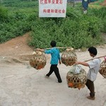 Trajet Vietnam - 006 - Porteur poules - Chine