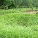 Hoi An My son - 063 - herbe - Vietnam