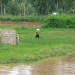 Dalat - 033 - Homme dans riziere - Vietnam