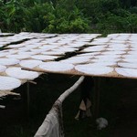 Mekong - 119 - Nouilles de riz seches au soleil - Vietnam