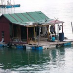 Baie d'Along - 250 - Habitations sur l'eau - Vietnam