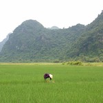 Baie d'Along - 105 - Femme dans riziere - Vietnam