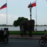 Phnom Penh - 104 - Elephant - Cambodge