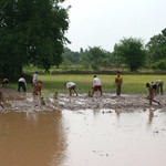 Campagne Phnom Penh - riziere - 060 -Tous - Cambodge