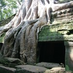 Angkor - 122 - Ta Prohm -  Arbre sur toit - Cambodge