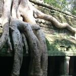 Angkor - 125 - Ta Prohm - Arbre sur toit - Cambodge