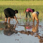 Campagne Phnom Penh - riziere - 156. - Au coucher de soleil - Cambodge