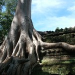 Angkor - 118 - Ta Prohm - Racine sur toit - Cambodge