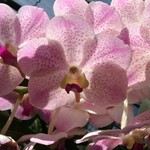 Chiang Mai Alentours - 71 - Orchidee rose - Thailande