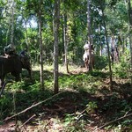 Chiang Mai Alentours - 020 - Elephants - Thailande