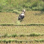 Chiang Mai Alentours - 039 - Buffles - Thailande