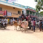 Pondy 042 - Vache tirent char - Inde