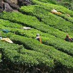 Munnar 049 - Femmes au travail - Inde