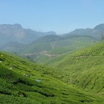 Munnar - Vallée de plantations de thé près de Munnar en Inde