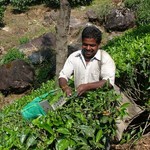 Munnar 041 - Homme au travail - Inde