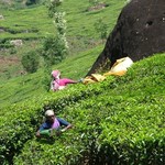 Munnar 051 - Femme au travail - Inde