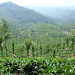 Munnar 031 - Vallee - Inde