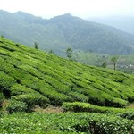 Munnar 027 - Plantations de the - Inde