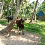 Backwaters 042 - Zebus - Inde