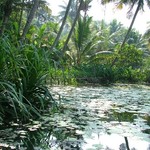 Backwaters 023 - Canaux - Inde