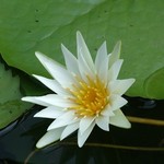 Backwaters 014 - Fleur de lotus - Inde