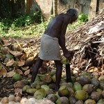 Backwaters 033 - Homme epluche noix de coco - Inde