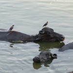 Benares Varanasi 082 - Buffle oiseau - Inde