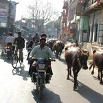 Benares Varanasi 000 - Buffles dans la rue - Inde