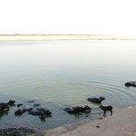 Benares Varanasi 078 - Bain des Buffles - Inde