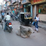 Benares Varanasi 000 - Rue Zebu - Inde