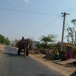 Jaipur 009 - Dromadaire tire bois - Inde