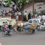 Jaipur 019 - Dromadaire sur la route - Inde