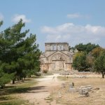 St Simeon 155 - Basilique et arbre - Syrie