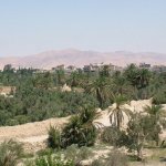 Palmyre 107 - Palmeraie et village - Syrie
