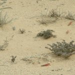 Desert 055 - Criquets pelerins dans sable - Maroc