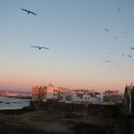 Essaouira 221 - Ville oiseaux - Maroc