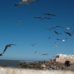Essaouira 133 - Mouettes - Maroc
