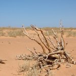 Banc d'Arguin 416 - Baobab dans desert - Mauritanie