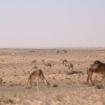 Banc d'Arguin 425 - Dromadaires dans desert - Mauritanie