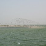 Oiseaux Banc d'Arguin - 257 - Ile et vol - Mauritanie