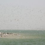 Oiseaux Banc d'Arguin - 258 - Petite Ile et vol - Mauritanie