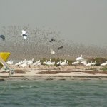Oiseaux Banc d'Arguin - 354 - vole et bateau - Mauritanie