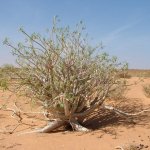 Banc d'Arguin 421 - Baobab dans desert - Mauritanie