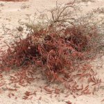 Desert 002 - Criquets pelerins - Mauritanie
