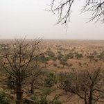 Pays Dogon 315 - Plaine savane - Mali