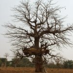 Pays Dogon 247 - Baobab - Mali