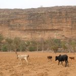 Pays Dogon Kani Kombole 133 - Zebus devant falaise - Mali