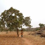 Pays Dogon 356 - Femme porte bois dans savane arbre - Mali