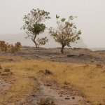 Pays Dogon 062 - Paysage montagne & arbre - Mali