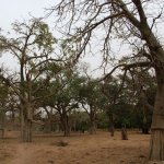 Pays Dogon 183 - Baobabs - Mali